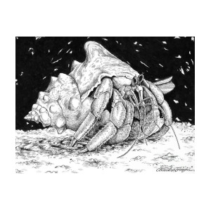 300x300 Hermit Crab Drawing Drawing - Hermit Crab Drawing
