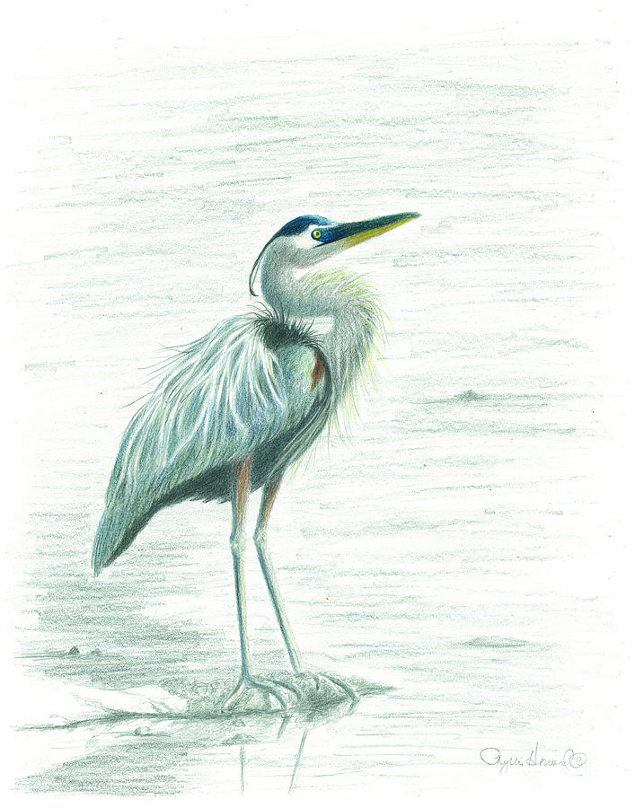 707x900 great blue heron drawing - Heron Drawing