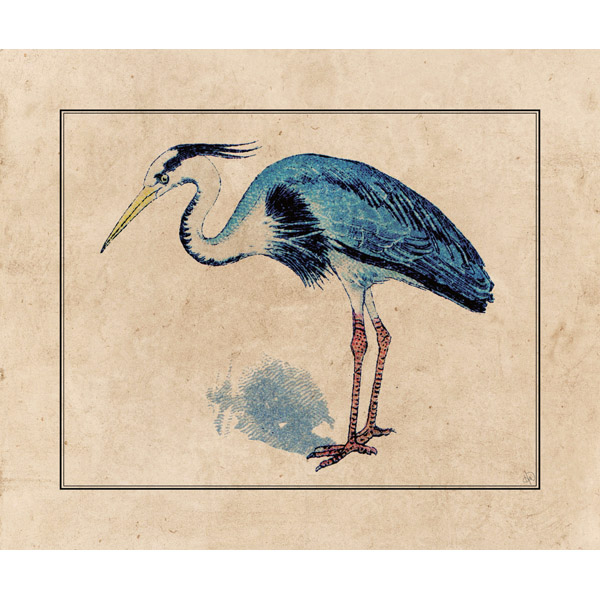 600x600 great blue heron drawing - Heron Drawing