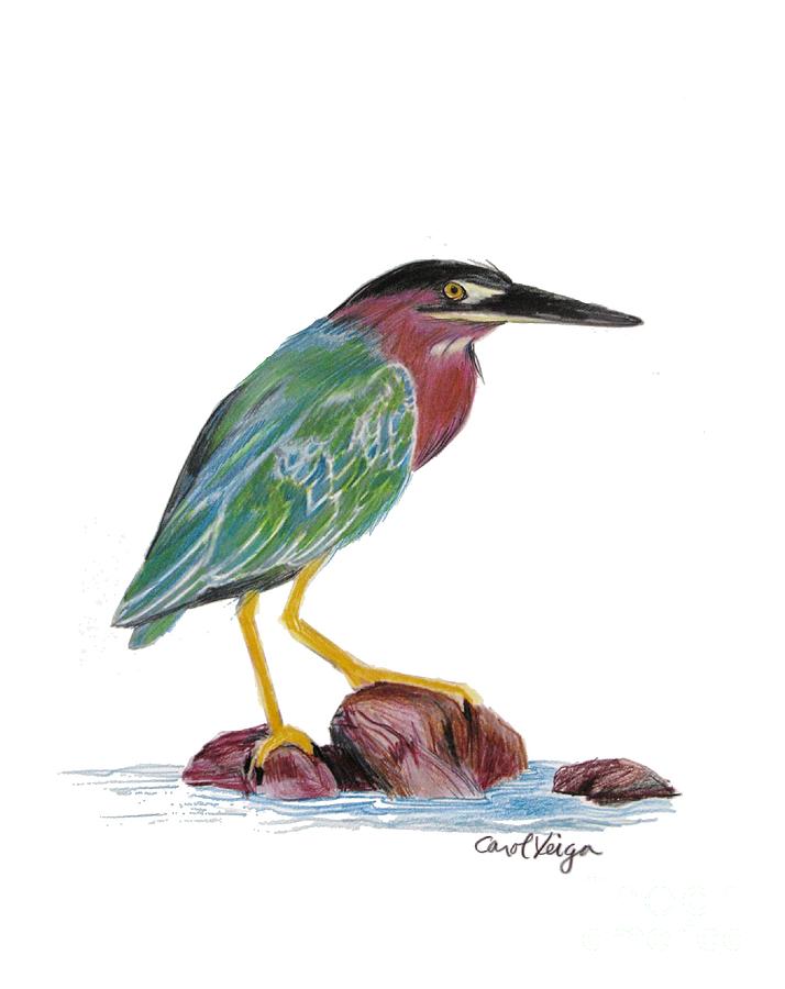 714x900 green backed heron drawing - Heron Drawing