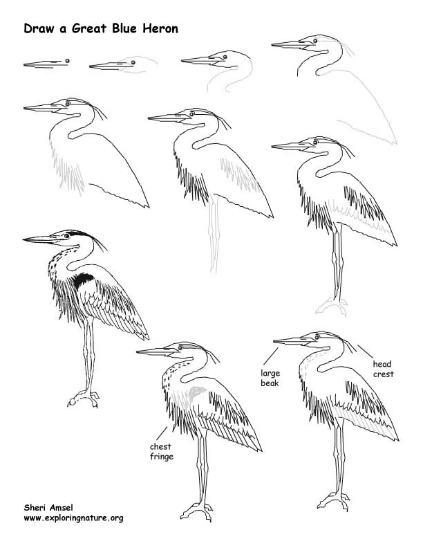 612x792 heron - Heron Drawing