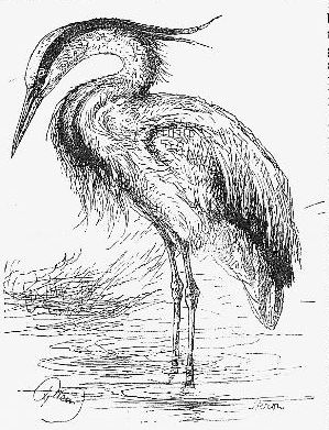 299x391 heron drawing - Heron Drawing