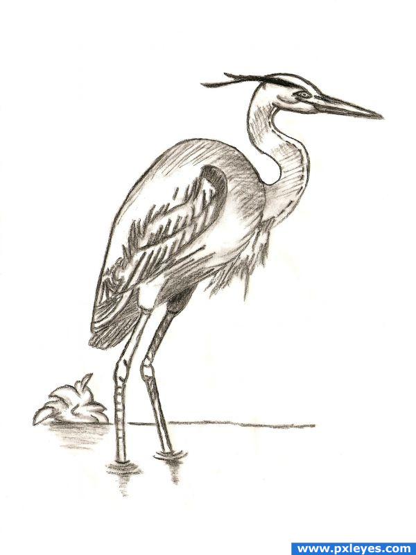 600x800 heron drawing photo drawing skill - Heron Drawing