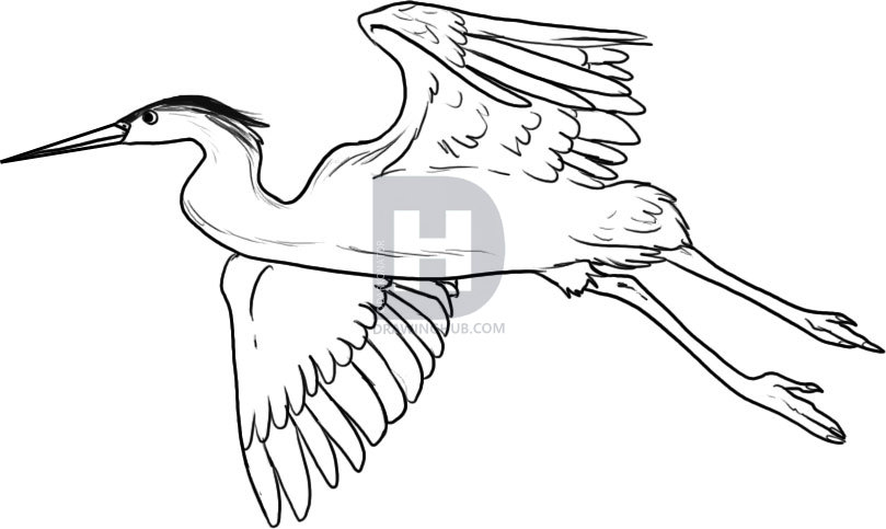 809x483 how to draw a heron, step - Heron Drawing