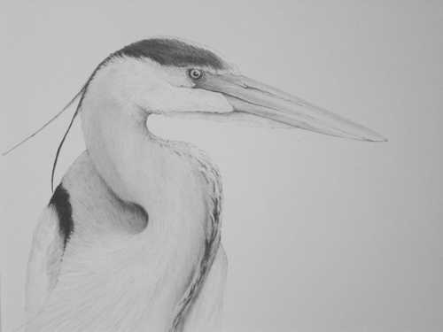 500x375 Wip Great Blue Heron Drawing - Heron Drawing