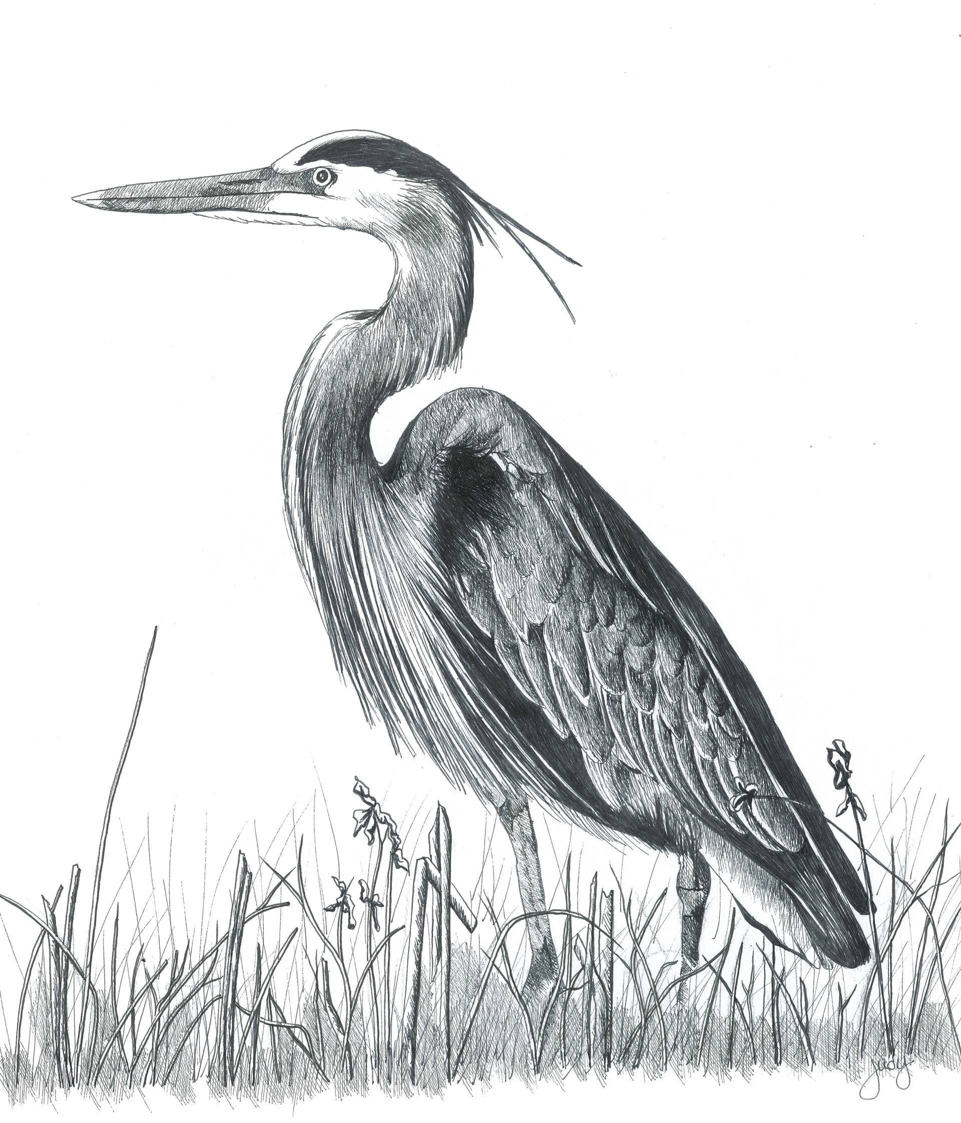 1920x2243 blue heron drawing - Heron Drawing