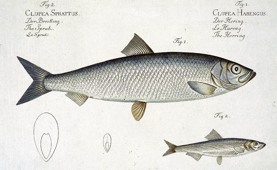 900x553 herring and sprat plate xxix drawing - Herring Drawing