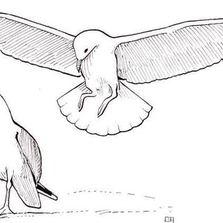 320x320 herring gull giving its long call drawing - Herring Drawing