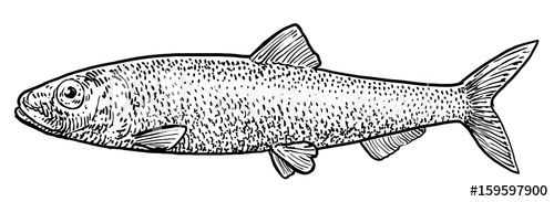 500x183 herring illustration, drawing, engraving, ink, line art, vector - Herring Drawing