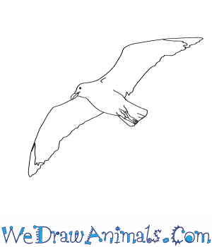 300x350 how to draw a herring gull - Herring Drawing