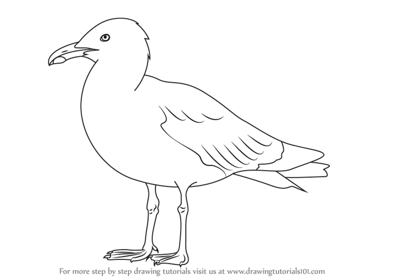 800x566 learn how to draw a herring gull - Herring Drawing