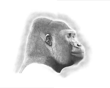 375x300 silverback drawing - Herring Drawing