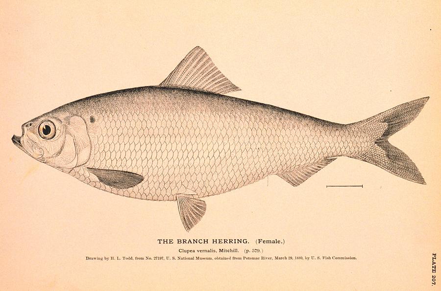 Herring Drawing at Explore collection of Herring
