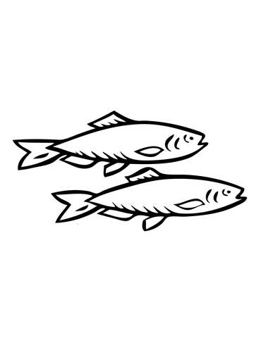 360x480 two herring fishes coloring page - Herring Drawing
