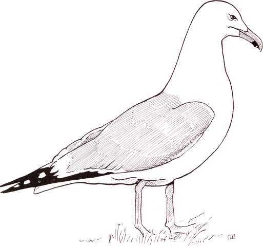 513x479 upright posture of the herring gull drawing - Herring Drawing