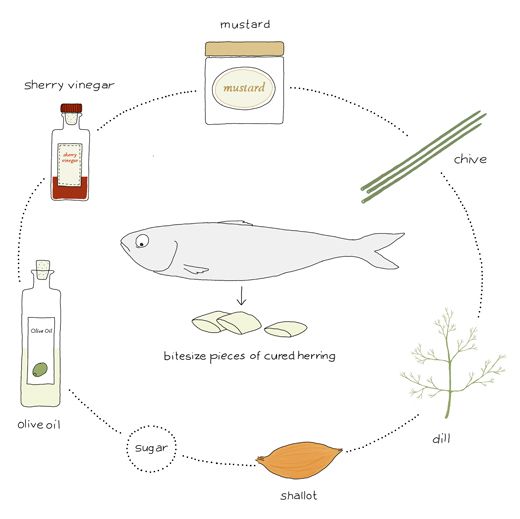 520x519 herring - Herring Drawing