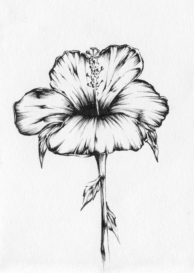 642x900 Hibiscus Drawing - Hibiscus Drawing