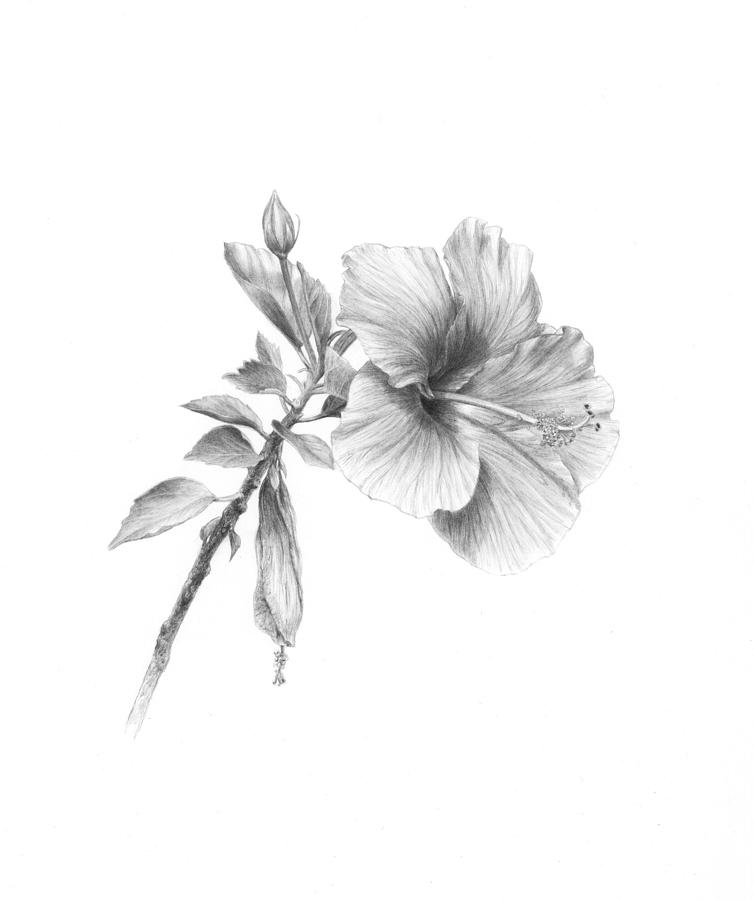 Hibiscus Drawing - Hibiscus Drawing. 