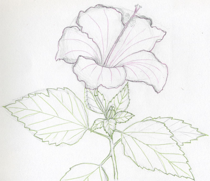 800x689 Hibiscus Flowers Drawing Tutorial - Hibiscus Drawing