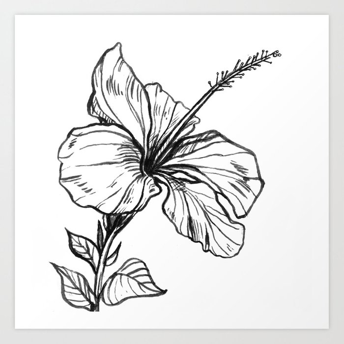 Hibiscus Drawing at PaintingValley.com | Explore collection of Hibiscus ...