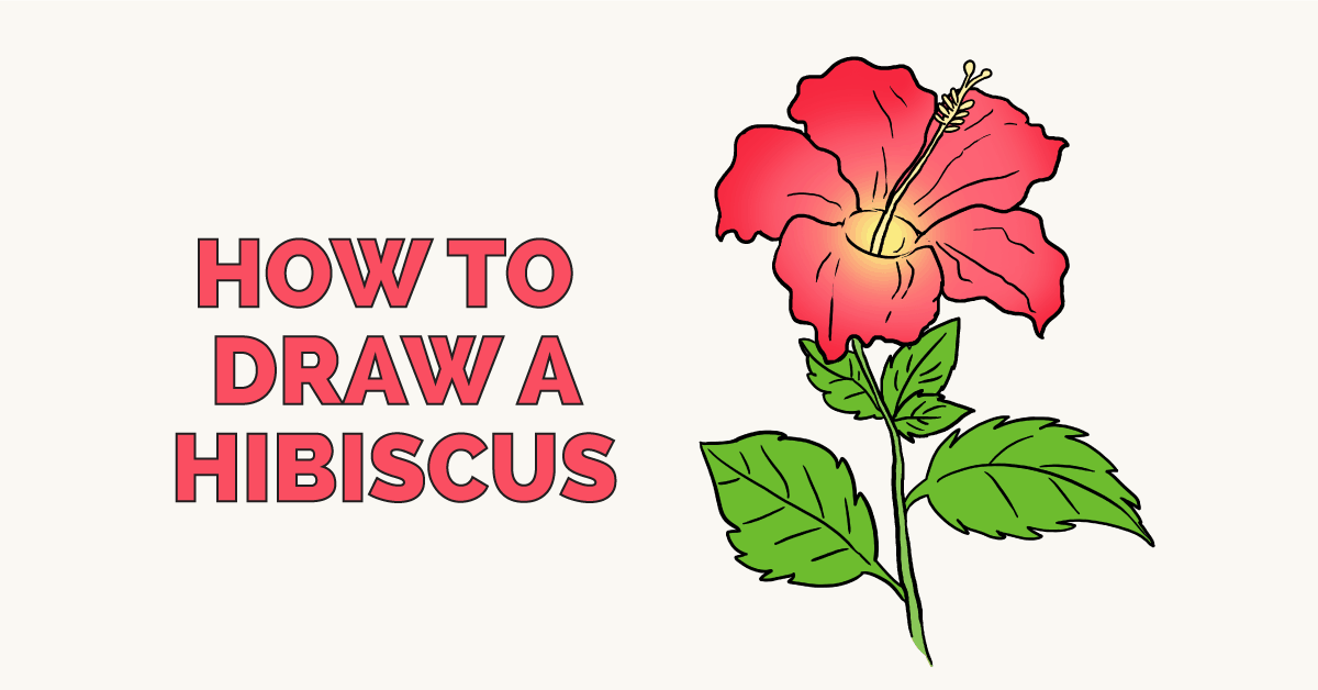 1200x628 How To Draw A Hibiscus - Hibiscus Drawing