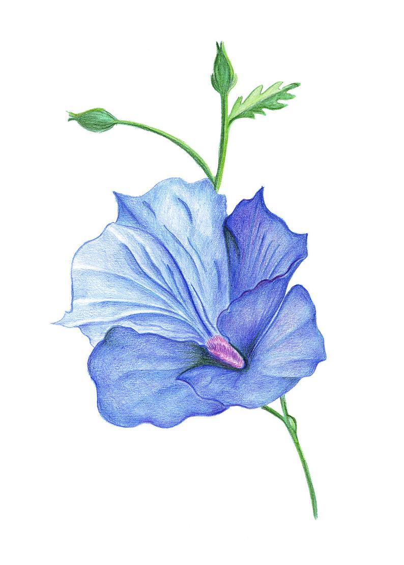 794x1112 Painted Hibiscus Flower Handmade Drawing Pencil Drawing Etsy - Hibiscus Drawing