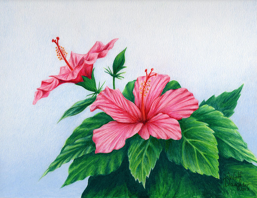 900x695 Pink Hibiscus Drawing - Hibiscus Drawing