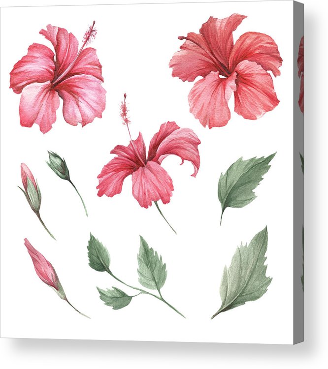 666x750 Set With Flowers Hibiscus Hand Draw Watercolor Illustration - Hibiscus Drawing