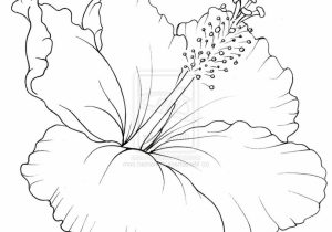 300x210 sketch of hibiscus flower with label sketch of hibiscus flower - Hibiscus Drawing