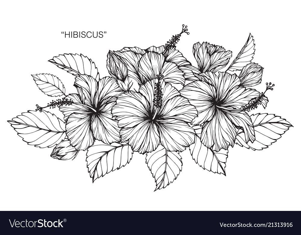 Hibiscus Drawing at PaintingValley.com | Explore collection of Hibiscus ...