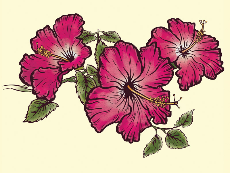 800x600 hibiscus flower drawing - Hibiscus Flower Drawing