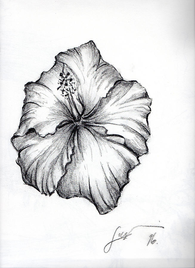 Hibiscus Flower Drawing at PaintingValley.com | Explore collection of ...