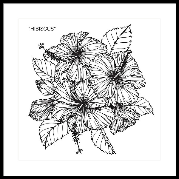 600x600 hibiscus flower drawing framed print - Hibiscus Flower Drawing