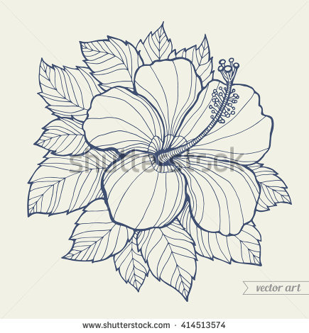 435x470 hibiscus flower drawings clip art - Hibiscus Flower Drawing