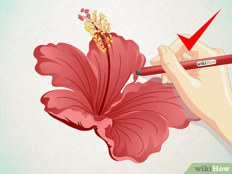 460x345 easy ways to draw a cartoon hibiscus flower - Hibiscus Flower Drawing
