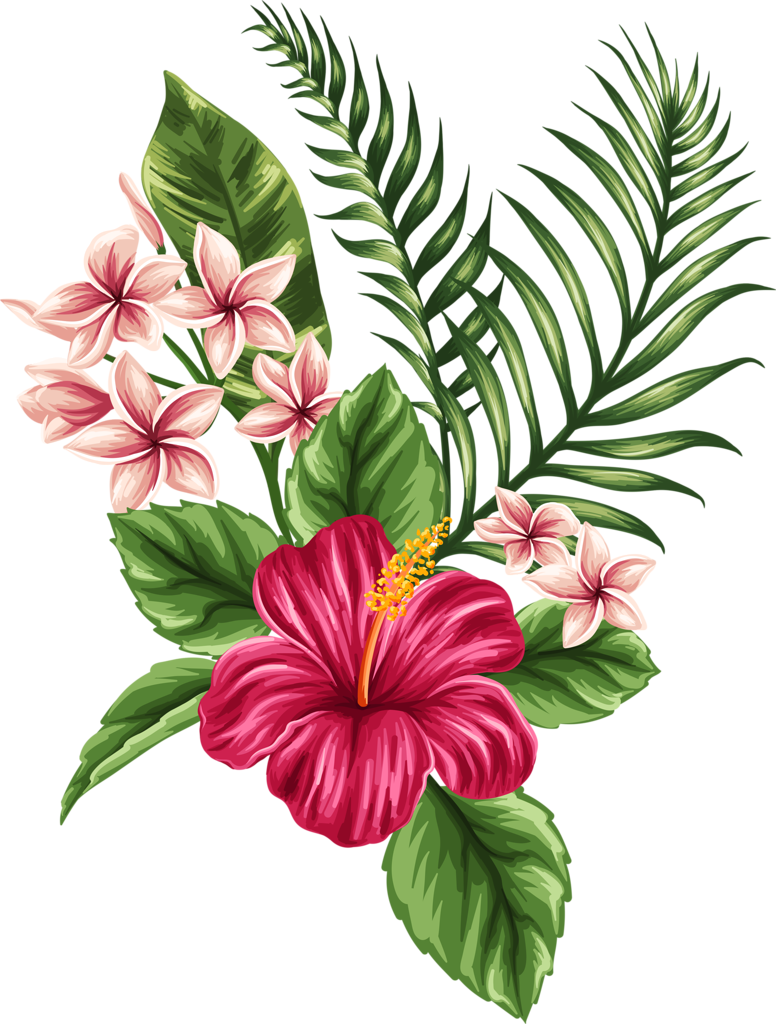 776x1024 hibiscus flower drawing pictures and cliparts, download free - Hibiscus Flower Drawing