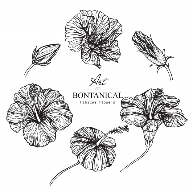 626x626 hibiscus flower drawings vector premium download - Hibiscus Flower Drawing