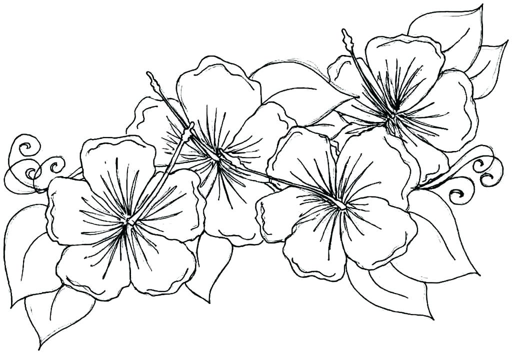 1024x708 high quality coloring pages hibiscus flower drawing free printable - Hibiscus Flower Drawing