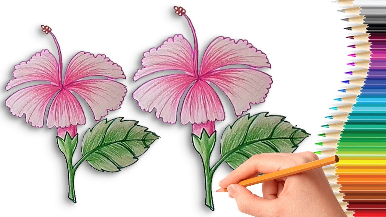1280x720 How To Draw A Hibiscus Flower Step - Hibiscus Flower Drawing