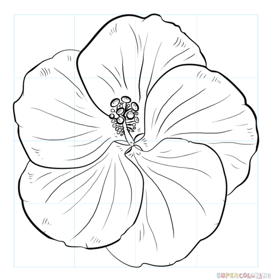 559x575 how to draw a hibiscus flower gibiskus drawings, flower - Hibiscus Flower Drawing