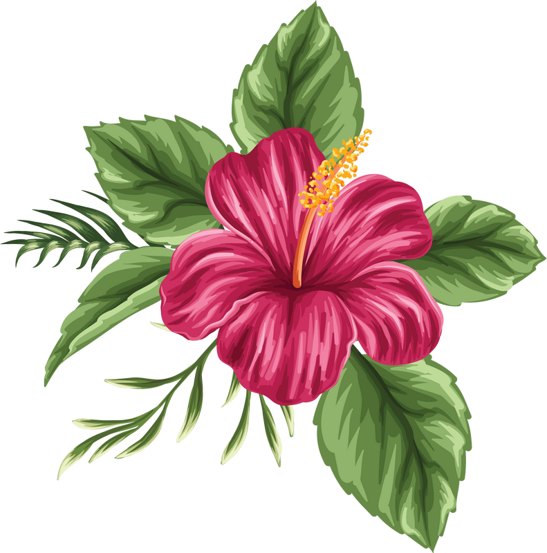 791x800 image du blog hibiscus in hibiscus - Hibiscus Flower Drawing