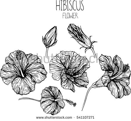 450x416 Pictures Draw And Label A Hibiscus Flower - Hibiscus Flower Drawing