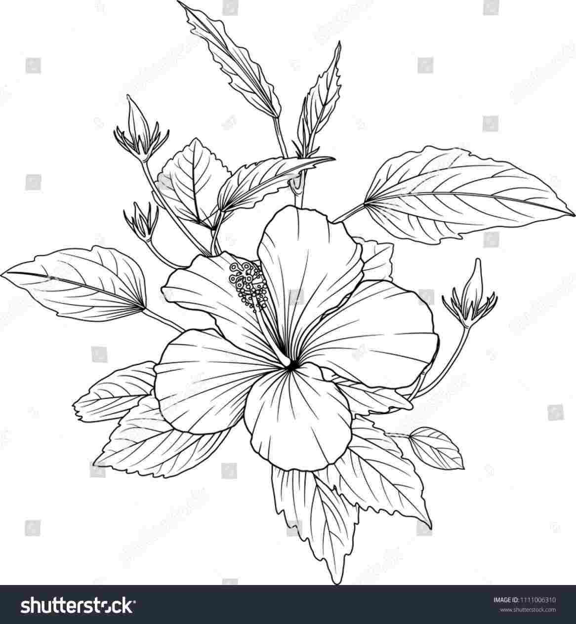 1166x1264 Black Rhdrawingslycom - Hibiscus Flower Drawing