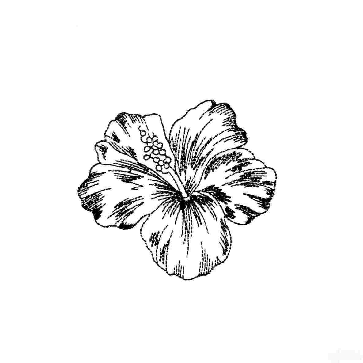 Hibiscus Flower Drawing at PaintingValley.com | Explore collection of ...