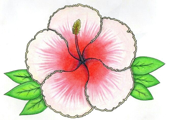 668x469 drawing of gumamela flower hibiscus flower drawing art troller us - Hibiscus Flower Drawing