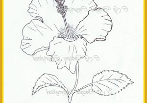 300x210 hibiscus drawings sketches hibiscus drawings sketches appealing - Hibiscus Flower Drawing