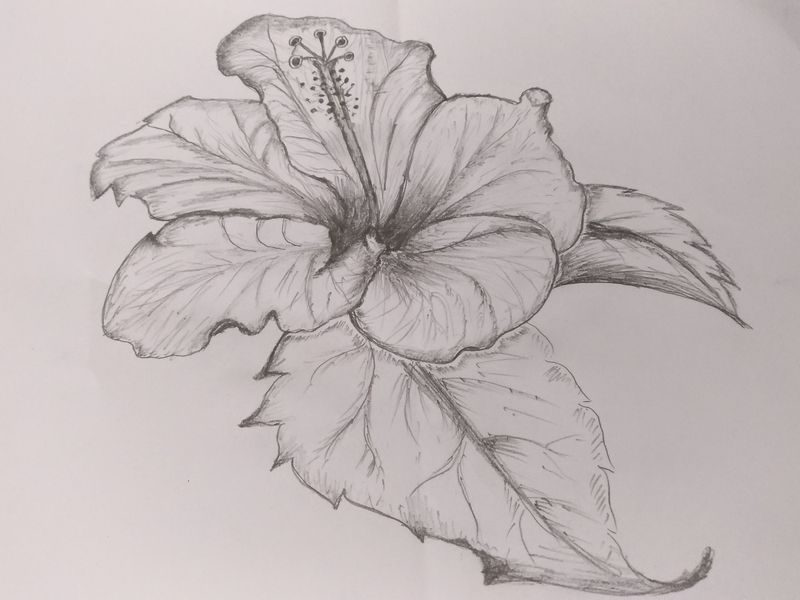 800x600 hibiscus flower art - Hibiscus Flower Drawing