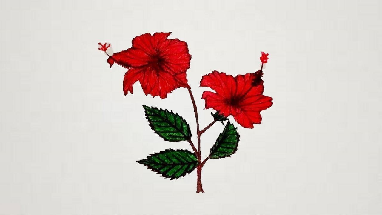 1280x720 How To Draw Hibiscus Flower Step - Hibiscus Flower Drawing Step By Step