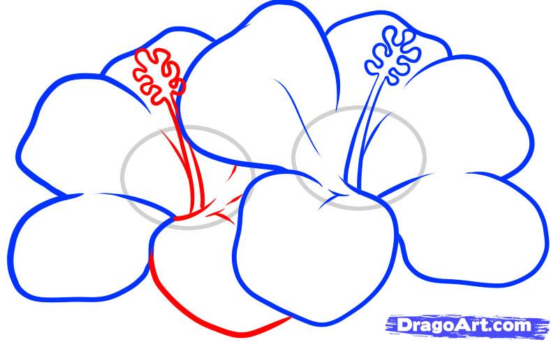 789x490 How To Draw Hawaiian Flowers, Step - Hibiscus Flower Drawing Step By Step