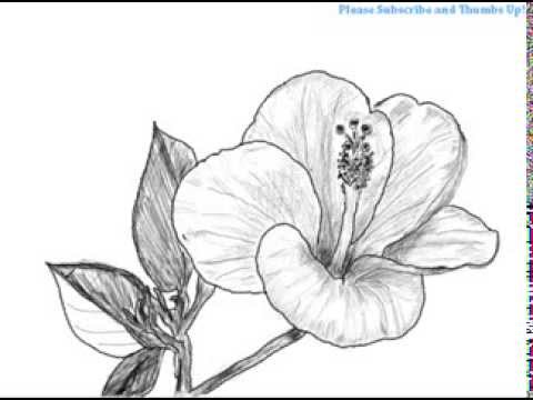 480x360 How To Draw A Hibiscus Flower - Hibiscus Flower Drawing Step By Step
